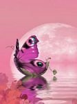 pic for Pink butterfly
